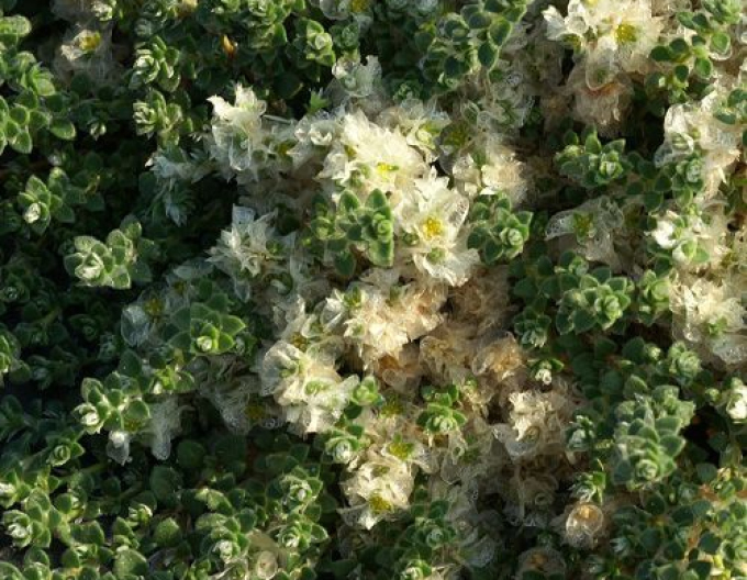 Paronichia serpyllifolia