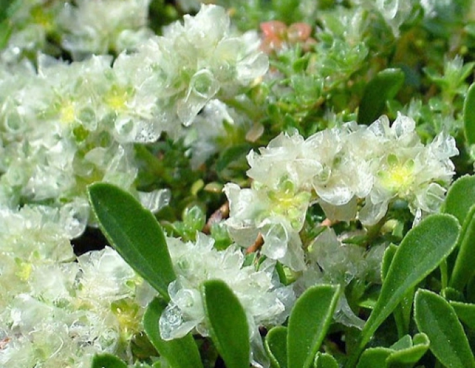 Paronichia serpyllifolia