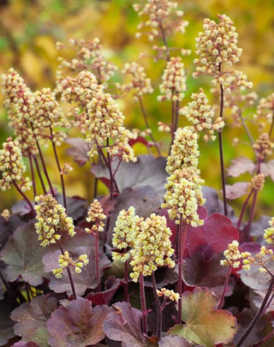 Heuchera Little Cutie ´Blondie´