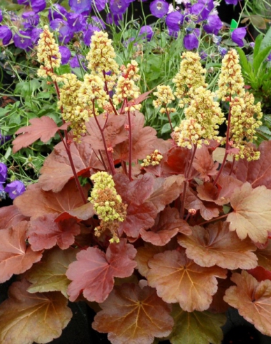 Heuchera Little Cutie ´Blondie´