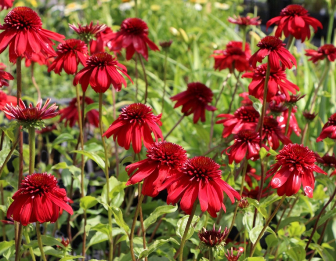 Echinacea ´Eccentric´