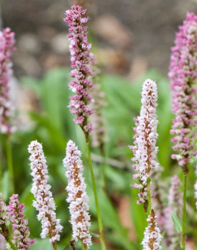 Persicaria - Răculeț ´Darjeeling Red´