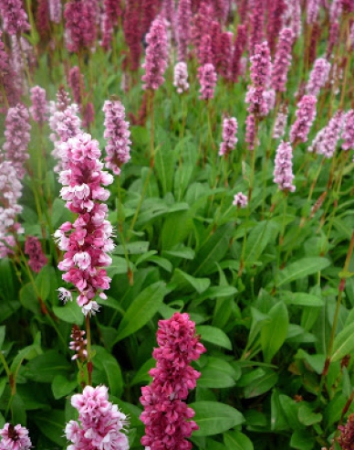 Persicaria - Răculeț ´Darjeeling Red´