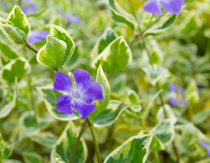 Saschiu mai mare Variegata