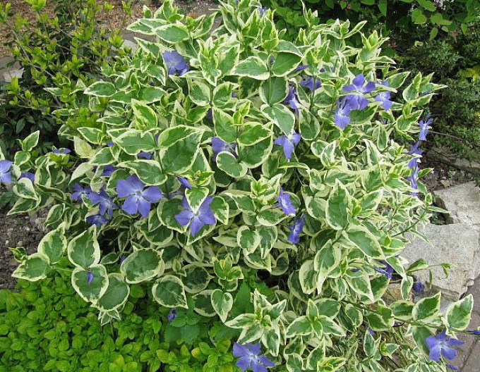 Saschiu mai mare Variegata