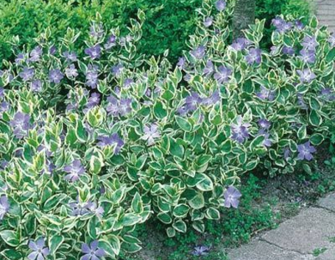 Saschiu mai mare Variegata