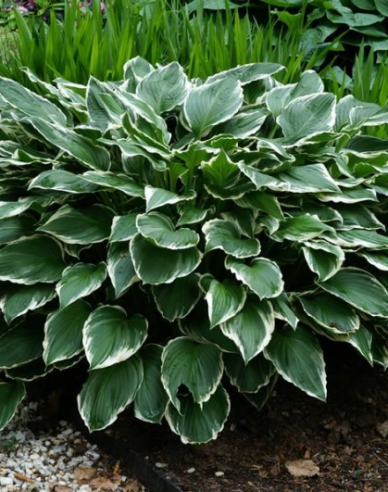 Crin de toamnă - Hosta ´Francee´