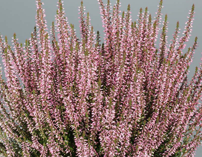 Calluna vulgaris ´Pink Angie´