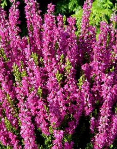 Calluna vulgaris Roter Oktober