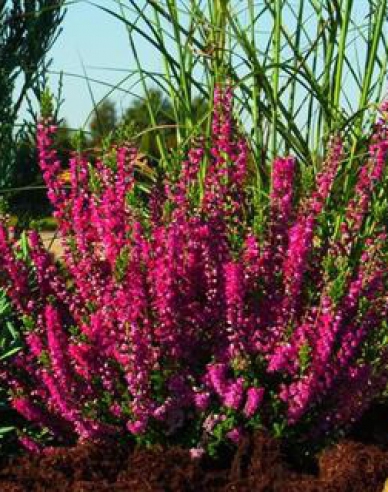 Calluna vulgaris Roter Oktober