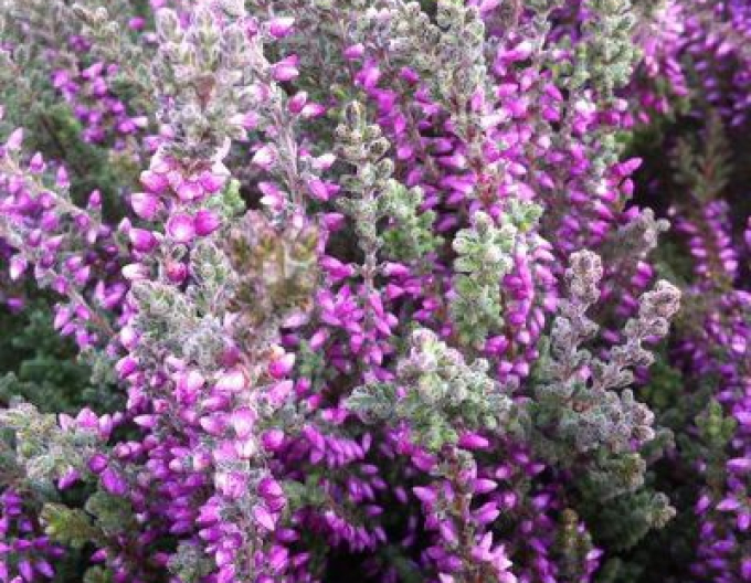 Calluna vulgaris  ´Silvana´