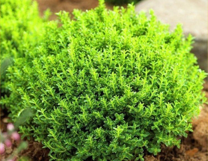 Hebe ´Green Globe´