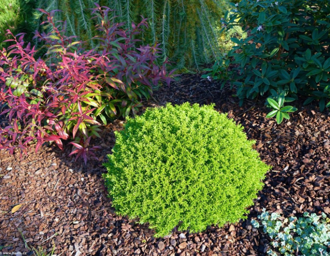 Hebe ´Green Globe´
