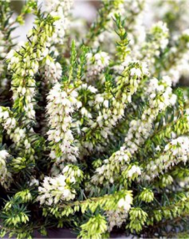 Erica darleyensis ´White Perfection´