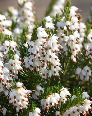 Erica darleyensis ´White Perfection´