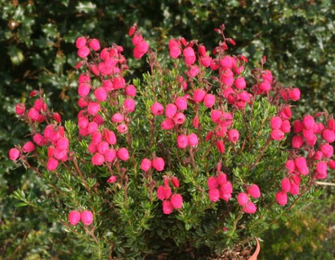 Iarbă irlandeză ´Angelina´