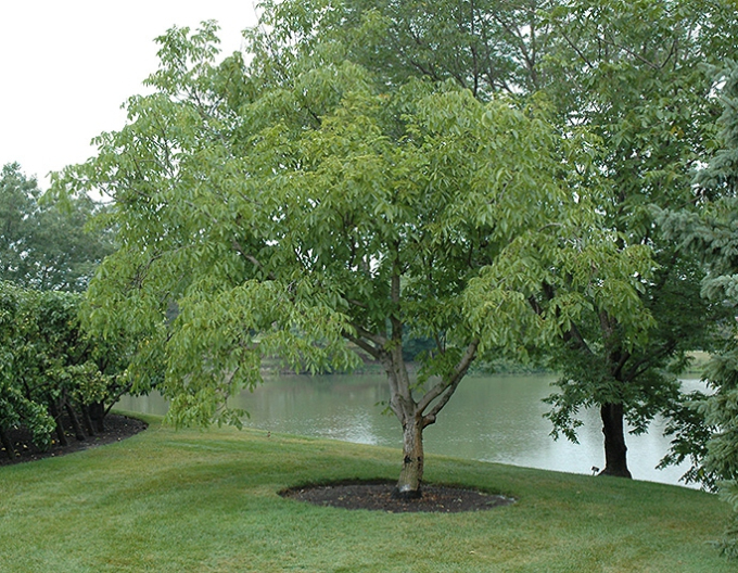 Nuc ´Lake´