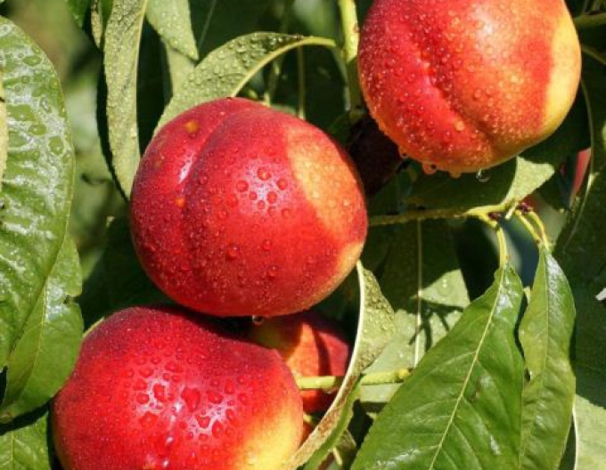 Nectarine ´Fairline´ semi-hardwood, sub. GF677, cont. 5l