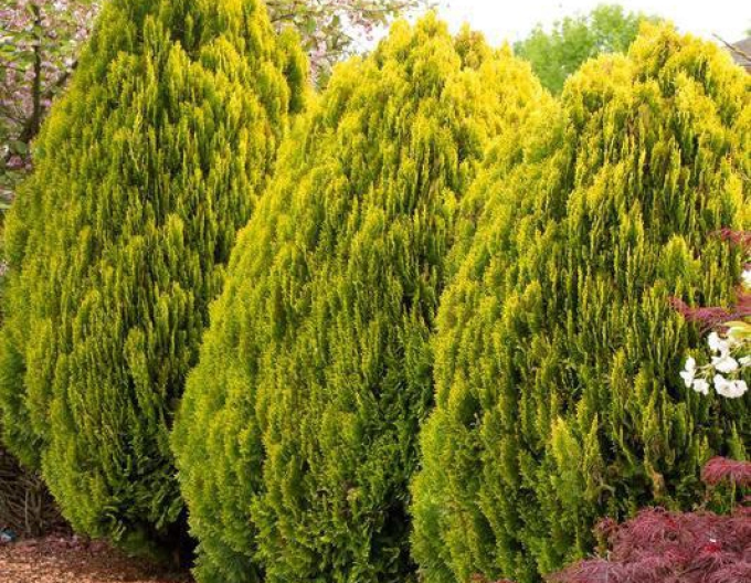 Tuia de est Aurea Nana 5l