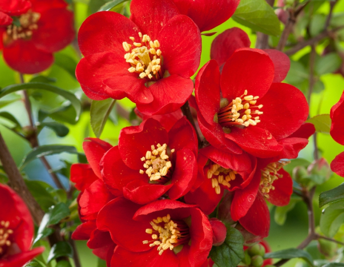 Gutui (Chaenomeles x superba)