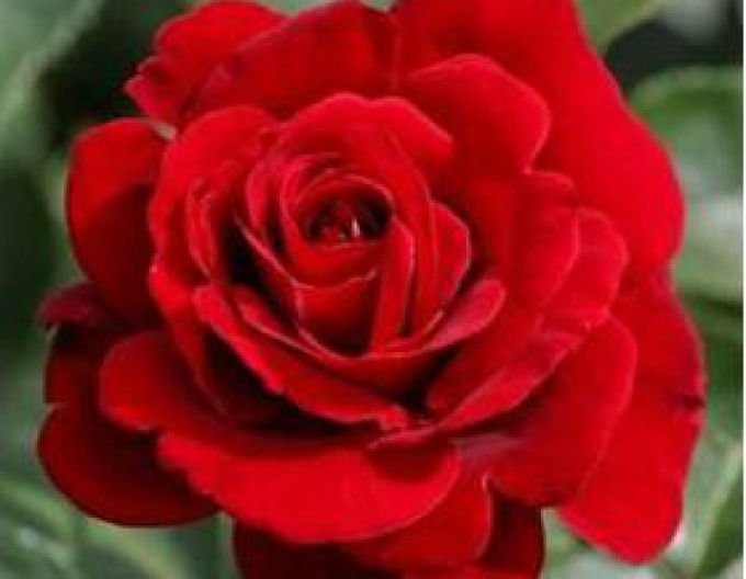 Trandafir "Rosso Rubino