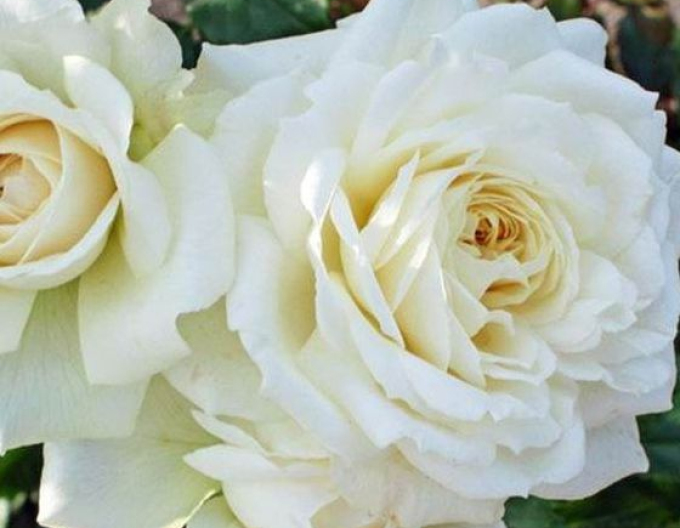 Trandafir Bianco
