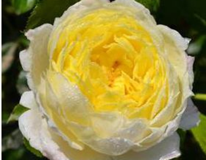 Trandafir Giallo