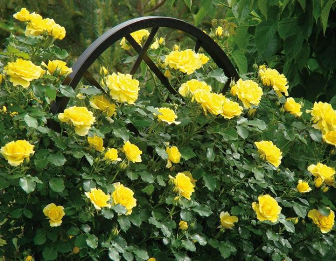 Trandafir Giallo