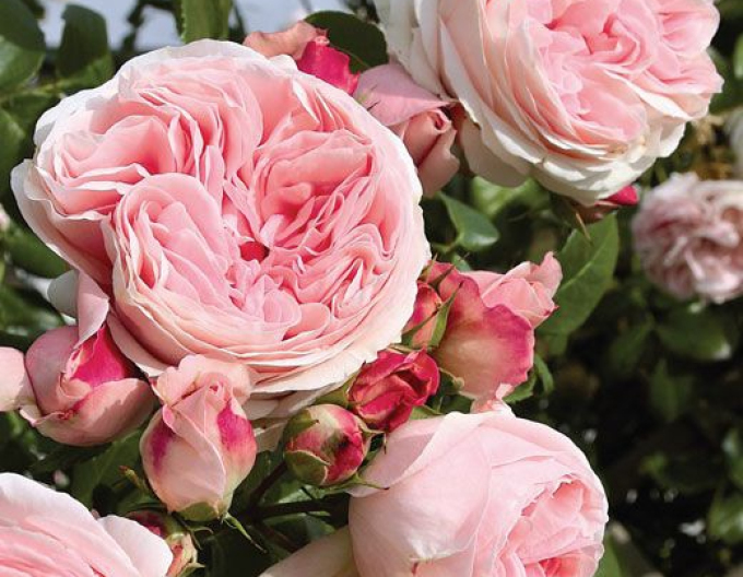 Trandafir  ´Rosa´
