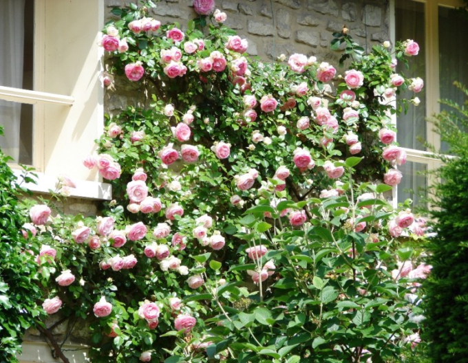 Trandafir  ´Rosa´