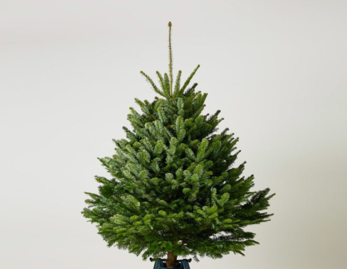 Brad norvegian (caucazian) REZANA 100/125 cm