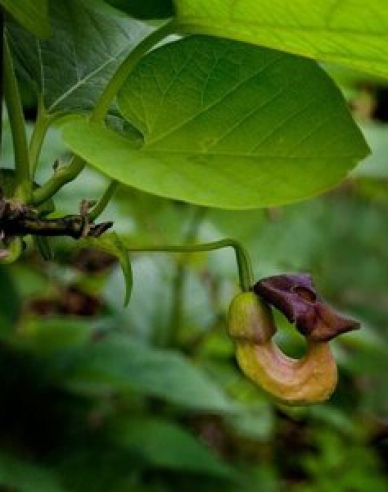 Aristolochia cu frunze mari