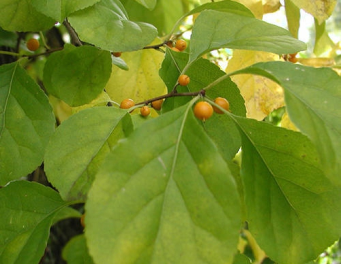 Dulce-amărui oriental