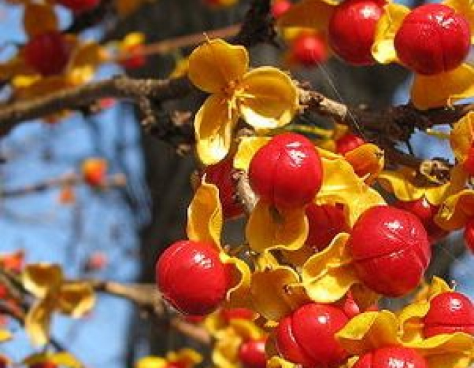 Dulce-amărui oriental