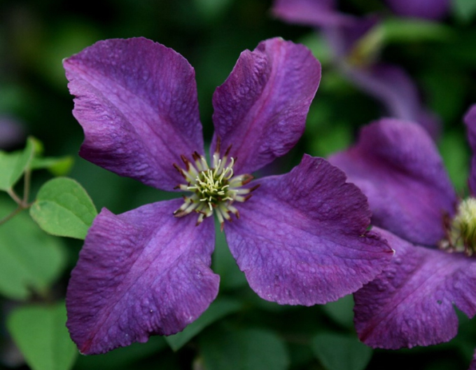 Clematis ´Etoile Violette´