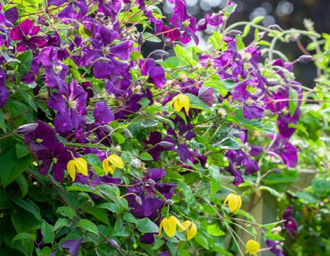 Clematis ´Etoile Violette´