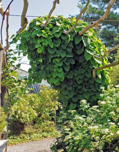 Aristolochia cu frunze mari