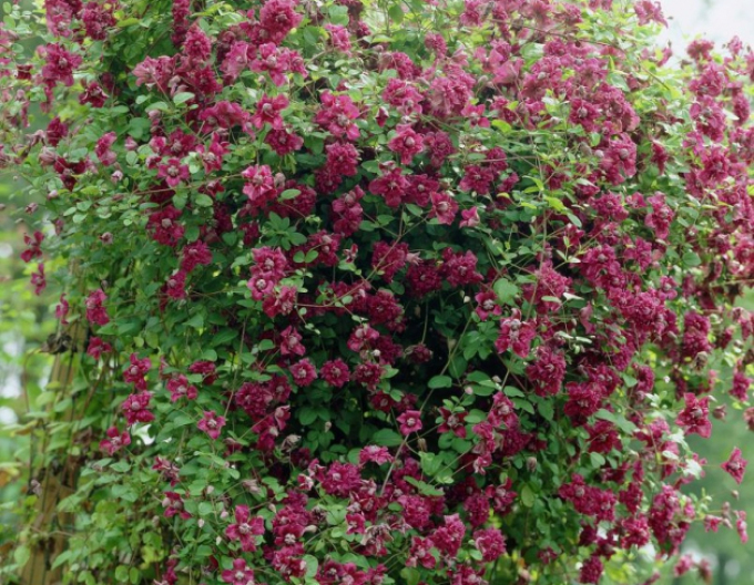 Clematis Purpurea Plena Elegans