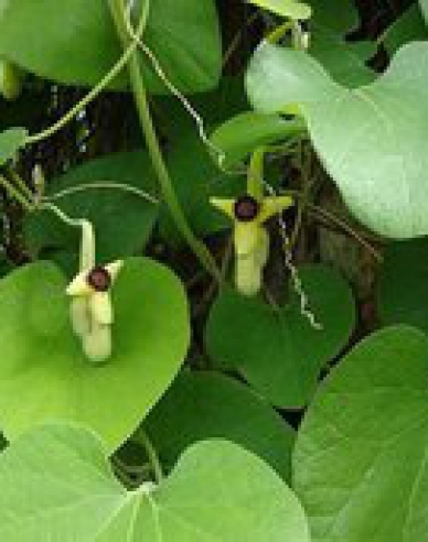 Aristolochia cu frunze mari