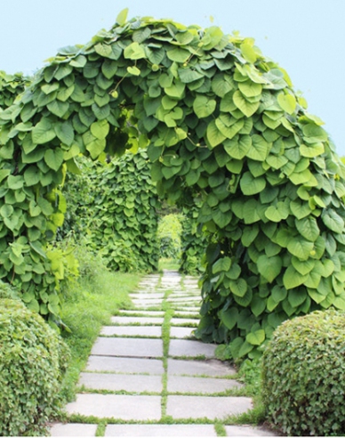 Aristolochia cu frunze mari