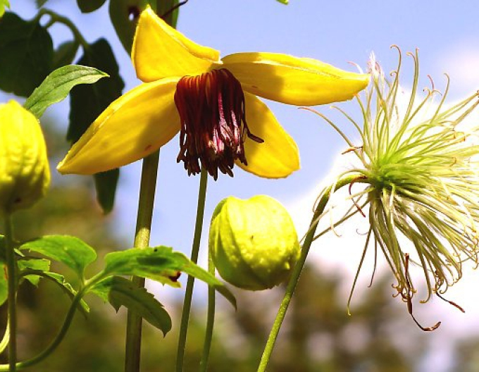 Clematis tangutica ´Golden Tiara´