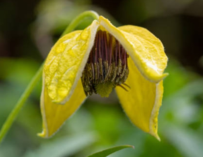 Clematis tangutica ´Golden Tiara´