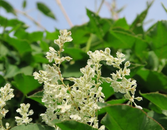 Fallopia Buckwheat
