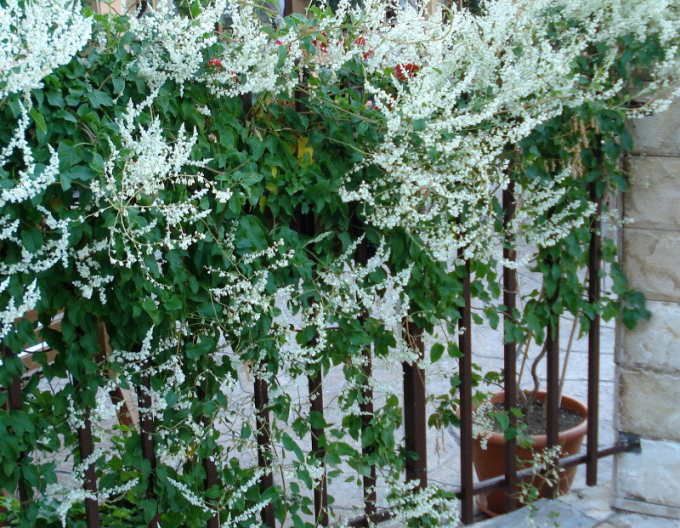 Fallopia Buckwheat
