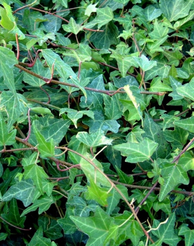 Iedera-cățărătoare Green Ripple