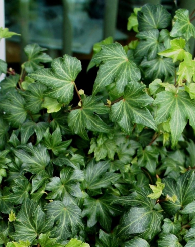 Iedera-cățărătoare Green Ripple