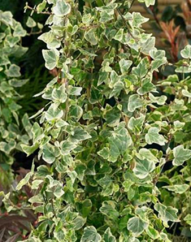 Iedera  White Ripple