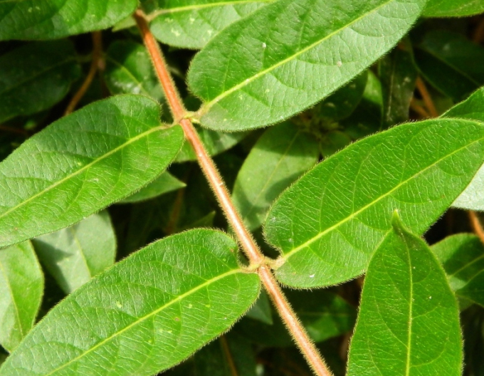 Caprifoi-Stonecrop