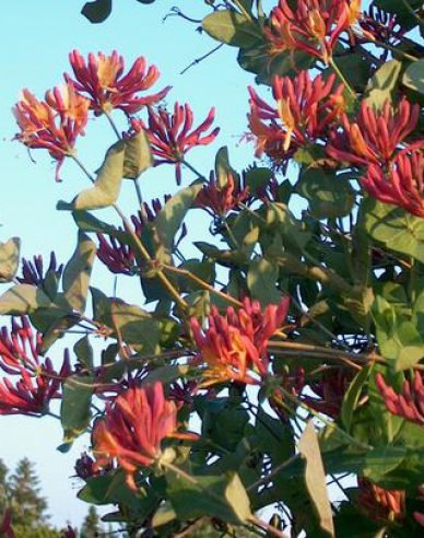 Caprifoi- heckrotii ´American Beauty´