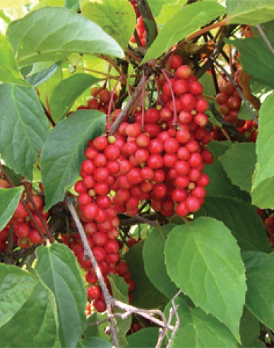 Schizandra chinensis